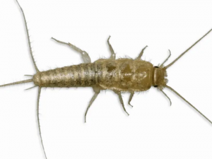 ����Ĺ�Ч ������С�����