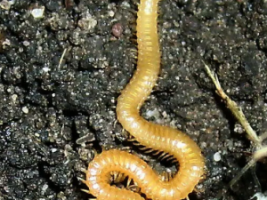 �ǵ����Ĺ�Ч �ǵ�������ڸ��ֶ���ҧ�˼���������