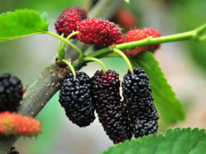 ɣ�صĺô�����Щ ɣ�ؿɷ�ֹ�ѷ���