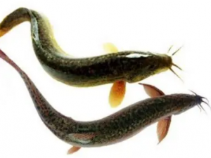 ��γ�������� ������Ӫ����ֵ