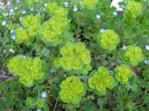 ��Щ��ҩ�ܹ��������� ��ҩ����ɲݶ�����Щ