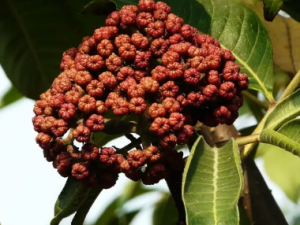 ��ҩԽ��Խ���� һ��������Խ��Խ�õ���ҩ����Щ