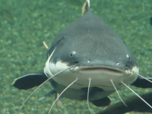 ʳ������Ľ��� ��Щ�˲���ʳ������