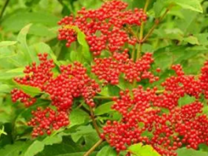 Ѫ��������Щʹ�ý��� һ�����˽�һ�°�