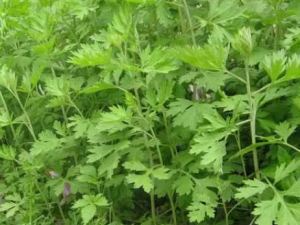 ��Ҷ�㸽�Ĺ�Ч ��Ҷ�㸽��������ǻ��