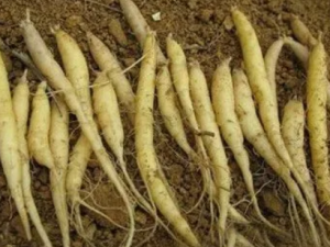 ̫�Ӳ�ɽҩ�Ĺ�Ч ̫�Ӳ�ɽҩ������ʳ֢