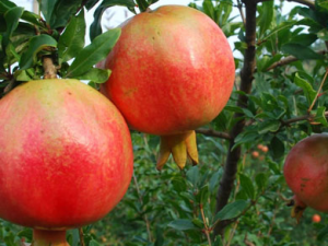 ʯ����ѿɲ����Գ� ��ʯ���ܻ�����