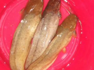 �����Ĺ�Ч �����ѡ����