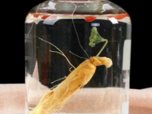 �˲κ�ʲô�ݾ���� �˲��ݾƵĹ�Ч