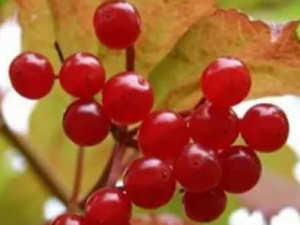 ��ʯ�ٵĹ�Ч ��ʯ������˥��