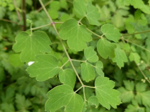 �����ɲݵĹ�Ч �����ɲ���ʪ������