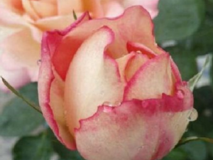 ��ˮ�¼��Ĺ�Ч ��ˮ�¼���������