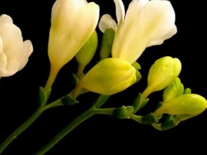 ��ѩ���Ĺ�Ч ��ѩ����Ѫ����Ѫ