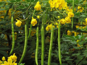 �����ӿ������Ŀ��ͨ��