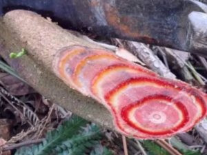 ��Ѫ�ٵĹ�Ч ��Ѫ������ʪ�Թؽ���