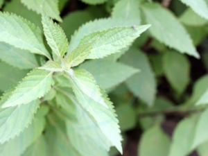 �������˵Ĺ�Ч �����������ڼ��Ի����͸���