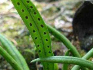 ��Ҷ��Τ�Ĺ�Ч ��Ҷ��Τ������ֹʹ