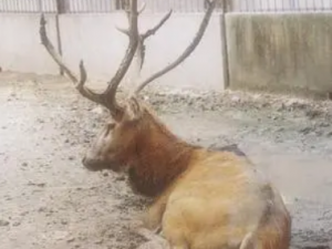 ��֬�Ĺ�Ч ��֬����Ӹ��