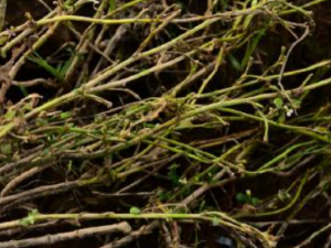 Ϻ��ݵĹ�Ч Ϻ��ݿ����Ƚⶾ