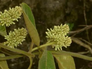 ţ�̲˵Ĺ�Ч ţ�̲�������Ť��