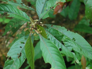 ţ���Ĺ�Ч ţ�������ʪ��ʹ