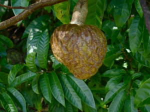 ţ�Ĺ��Ĺ�Ч ţ�Ĺ����ȶ�������