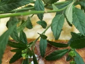 ŧ������Ĺ�Ч ŧ�������ʪ����