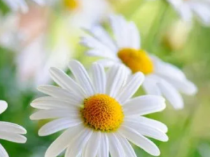 �ջ���Ч����ȥ��ӡ С�����������ƾջ���Ĥ