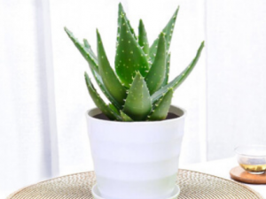 «������ʳ��ɨ��ȫ������ «�����������ķ���