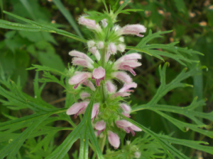 Ů��ʹ����ε��� ����Ů��ʹ���ķ�������Щ