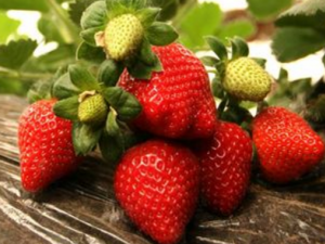 ��ݮ��Ȼ�ó� ��������Щ������֪����