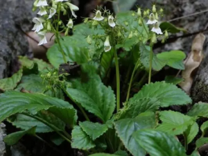 ϳ̦ĹЧ ϳ̦ɢȽⶾ