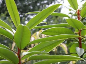 �������Ĺ�Ч �����������Ƚⶾ