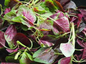 ��ѪҪ����Щ�߲� ʲôʳ��Բ�Ѫ�кô�