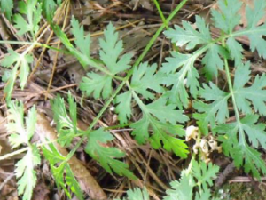 ʯ�����η���̵�տ��Ե����� ʯ������÷�����