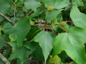 ���������Ĺ�Ч ����������Ӹ���۴�