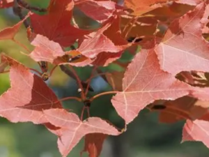 ������Ҷ�Ĺ�Ч ������Ҷ������