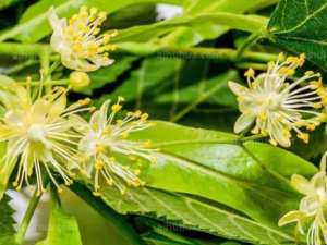 ������Ĺ�Ч ���������ʪ��ʹ