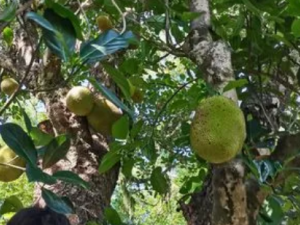 ��������Һ�Ĺ�Ч ��������Һ�δ��ܺ���