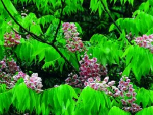 �������Ĺ�Ч �������ν��ʹ