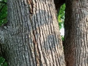 ������Ƥ�Ĺ�Ч ������Ƥ���¾�����