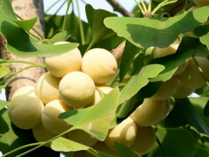 �׹���Ƥ�Ĺ�Ч �׹���Ƥ���Ͳ�ţƤͭǮѢ