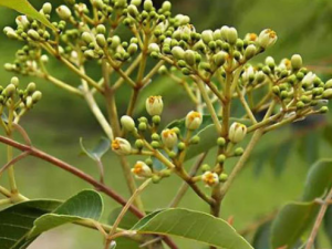 �������Ĺ�Ч ������