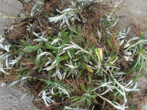 ��Ҷ��ݵĹ�Ч ��Ҷ����θ�ð����