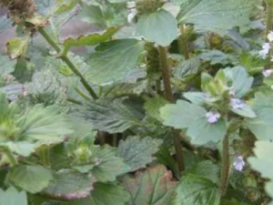 ��ë�ĿݲݵĹ�Ч ��ë�Ŀݲ����ʺ���ʹ