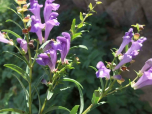 ��Ҷ���˵Ĺ�Ч ��Ҷ������������ʹ