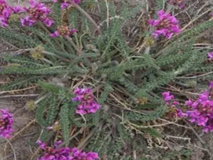 ��Ҷ�����Ĺ�Ч ��Ҷ��������ͺ��