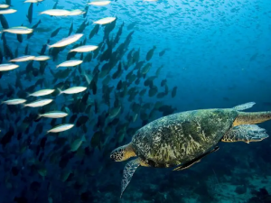 ����5��ʳ�����˸����� �Լ����ĺô�