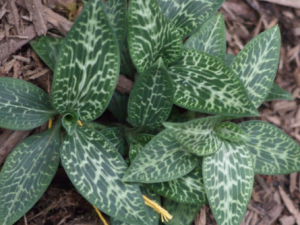 ��Ҷ���Ĺ�Ч ��Ҷ�����ڷν�˿���