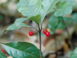 ��Ҷ�Ͻ�ţ�Ĺ�Ч ��Ҷ�Ͻ�ţ�����ʺ���ʹ